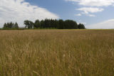 Production field of perennial ryegrass seed, near Roseau, Minnesota at the Magnuson Research Farm.