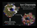 Self-organized models of selectivity in Ca and Na channels