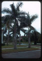 Royal Palms
