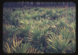 Scrub palmetto near Sanlando Springs, Florida