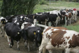 Cows coming in for milking.