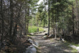 Burned forest a year after July, 2006, Cavity Lake Fire.