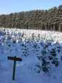 Balsam fir covered with snow at Christmas tree farm, Anoka County, Minnesota.