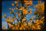 Scotch broom, closeup, on abandoned field