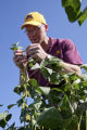 Seth Naeve, soybeans, Agronomy Centennial tours, St. Paul Campus, August, 2010.