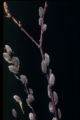 Salix discolor