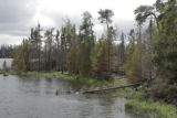 Burned forest a year after July, 2006, Cavity Lake Fire.