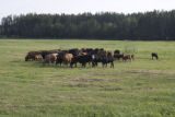 Beef herd, Cass County, north central Minnesota.