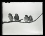 Rose-breasted Grosbeak, four young