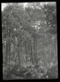 Norway Pine woods on Norway Beach