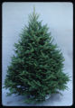 Balsam Fir