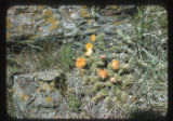 Opuntia Fragilis