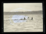Ring-necked Duck