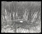 Holboells Grebe's nest and eggs