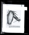 Pectoral muscles of Raven, from R.W. Schufeldt, "Myology of the Raven"