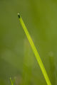 Turf grass research. Turf grass research.