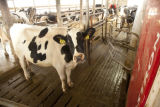 Robotic milking parlor on a dairy farm in Stearns County.