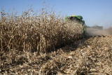 Combine harvesting corn at the University of Minnesota, Rosemount Research and Outreach Center.