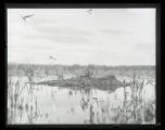 Forster's Tern, adult on nest and in air