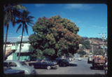 Mango tree in flower at Hotel Papua