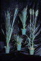 Corn-oat crosses made by Ron Phillips and Howard Rines.