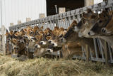 Skiba family Jersey dairy farm, "Diamonds Farm" in Isanti County, between Cambridge and North Branch.