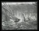 Black Tern, adult