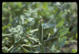 Field pea.