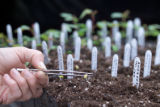 Polyantha rose breeding.