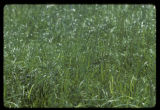 Perennial Ryegrass.