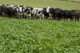 Normande dairy cows eating Sudan grass on farm near Jordan, Minnesota, the Riesgraf family.