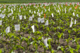 Corn research at The University of Minnesota, Southern Research and Outreach Center, Waseca.