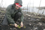 Nick Fisichelli surveying new plant growth in burned forest of Boundary Waters Canoe Area Wilderness a year after July, 2006, Cavity Lake Fire.