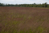 Turf grass seed production field, near harvest time.