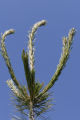Beginning of a white pine cone. White pine nursery at the University of MInnesota, Cloquet Forestry Center.