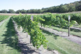 Milroy Vineyard near Redwood Falls, Minnesota.