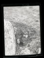 Collared Lemming burrows, Dicrostonyx