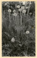 Taraxacum taraxacum (Taraxacum officinale)