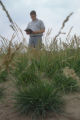 Perennial ryegrass variety development and winter hardiness testing. Research plots on St. Paul Campus, University of Minnesota.