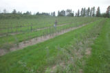 Apple breeding at the University of Minnesota.