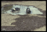 Pigs in a mud hole.