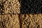 Variation among soybean varieties.