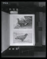 Eagles, Golden and Bald, illustration from Elon Howard, "Birds of New York"