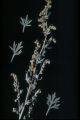 Artemisia absinthium