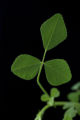 Medicago truncatula sequencing project, funded by National Science Foundation.