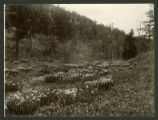 Populus tremuloides and Iris missouriensis