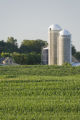 Corn field in Carver County, Minnesota, near Cologne, on U.S. Hwy. 212.