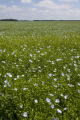Flax field near Roseau, Minnesota.