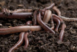 Earth worms. Earth worms.