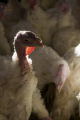 Turkey research, flock at Rosemount Research and Outreach Center, University of Minnesota.
